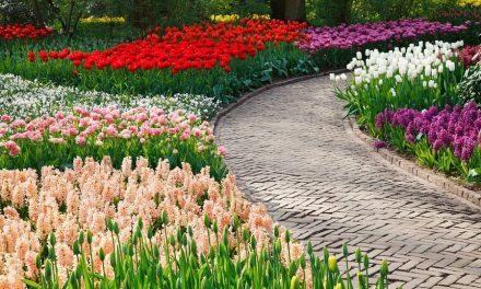 Ontdek de mooiste tuinen van Nederland met deze tuinenroutes