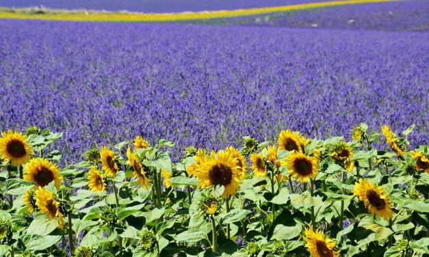 Warm, zonnig en niet te ver weg: de Provence